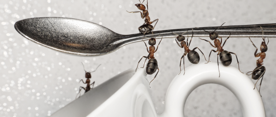 Como eliminar as formigas da cozinha de maneira eficiente